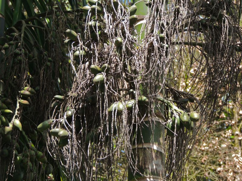 Areca hutchinsoniana fruits.jpg
