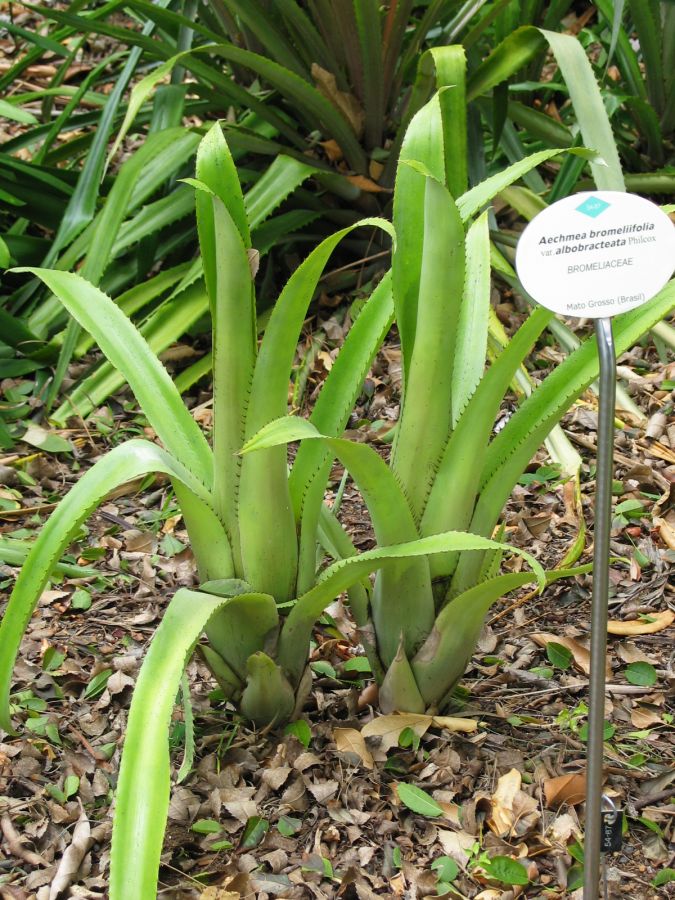 Aechmea bromeliifolia var. albobracteata1.jpg