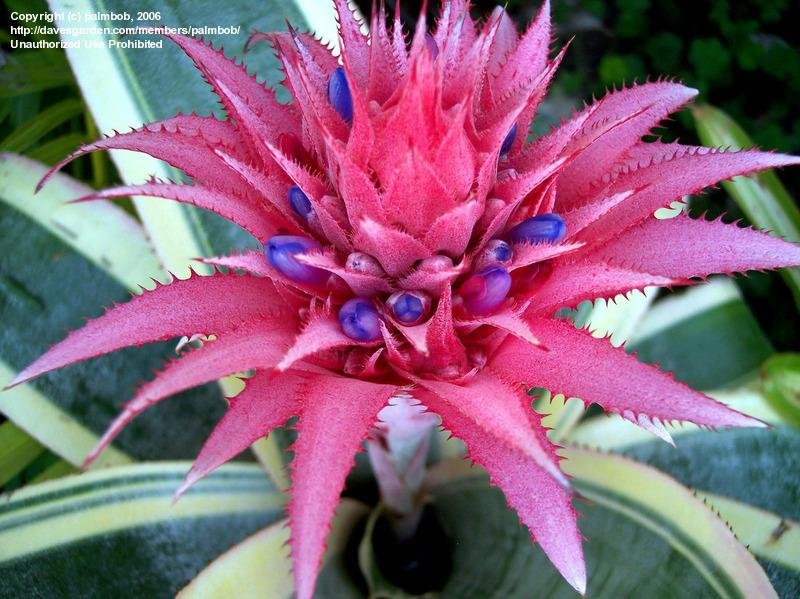 Aechmea fasciata 'Lauren' flower.jpg