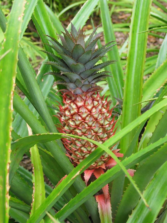 Ananas comosus var. bracteatus1.jpg