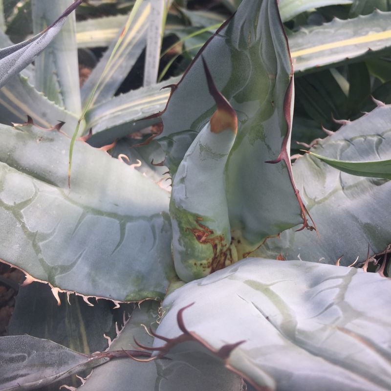 Agave mite?
