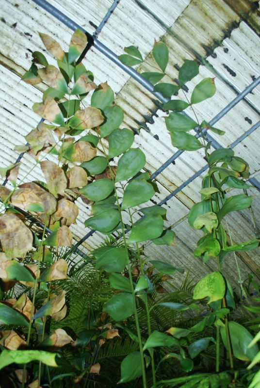 Ceratozamia euryphyllidia leaves.jpg