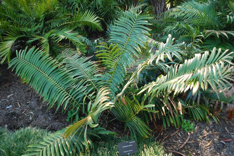 Ceratozamia latifolia LL.jpg