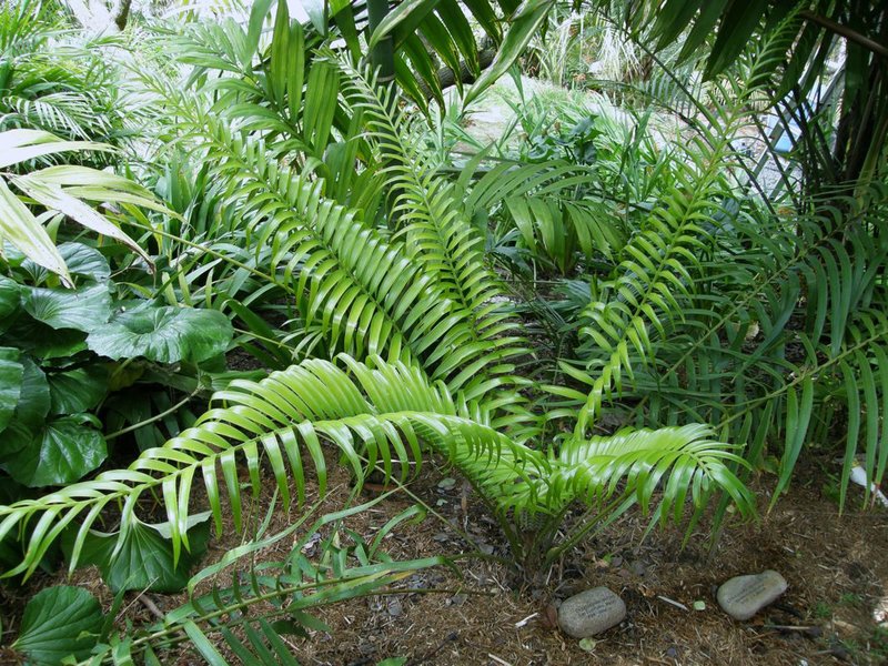 Ceratozamia latifolia Ha.jpg