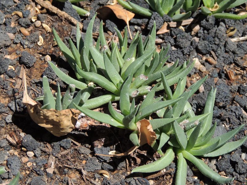 Bergeranthus jamesii closer H 8-1.jpg