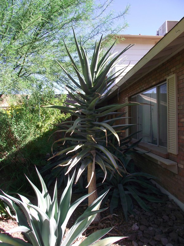 Aloe Hercules in Mesa Arizona