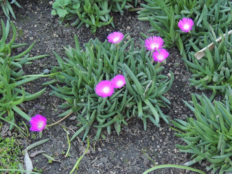 Cephalophyllum subulatoides pink flowers in early Jan 15.jpg