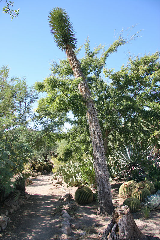Yucca valida - Boyce Thompson Arboretum 10-14-2017