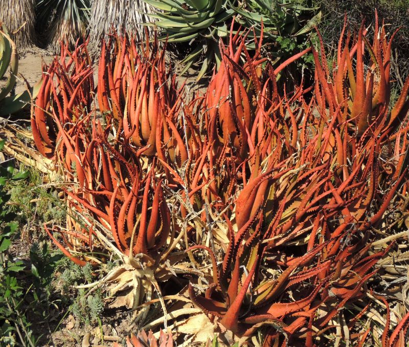 Aloe cameronii colony dehydrated 10-17 H.jpg