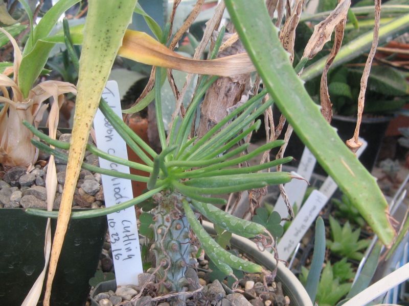 2017 10 21 Tylecodon cacaliodes cutting Oct 2016 .jpg