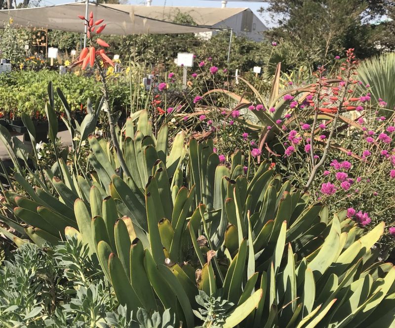Aloe plicatilis blooming mid-Oct in Bay Area.JPG
