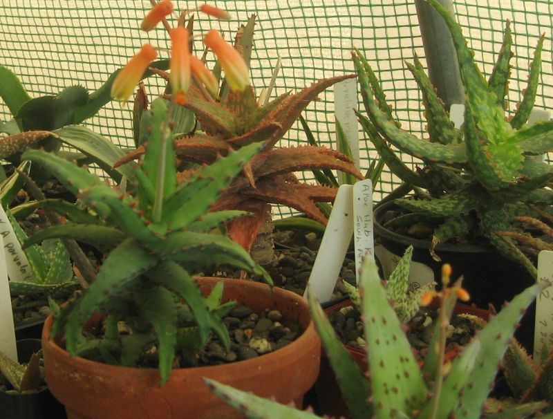 2017 11 09 Aloe castilloniae a.jpg