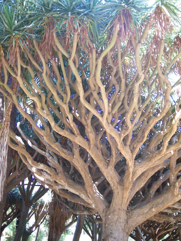 Dracena draco large branching tree.jpg