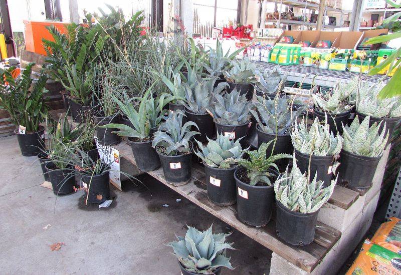 The whole lot. A.tintonata and Octopus Agave and &quot;hybrid white&quot;.