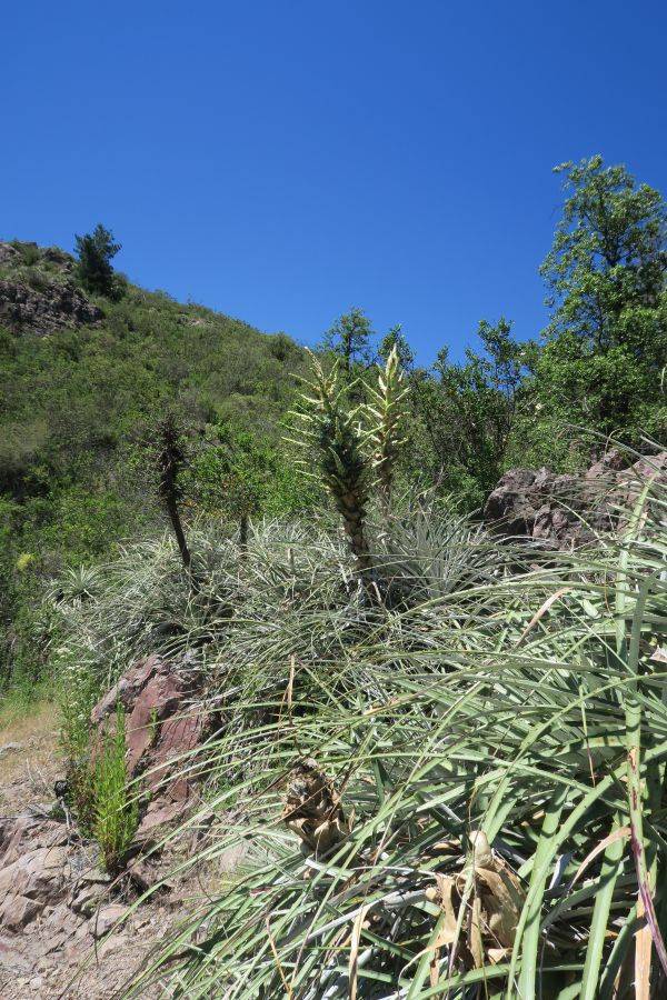 Puya alpestris ssp zoellneri (formerly referred to in error as P. berteroniana)