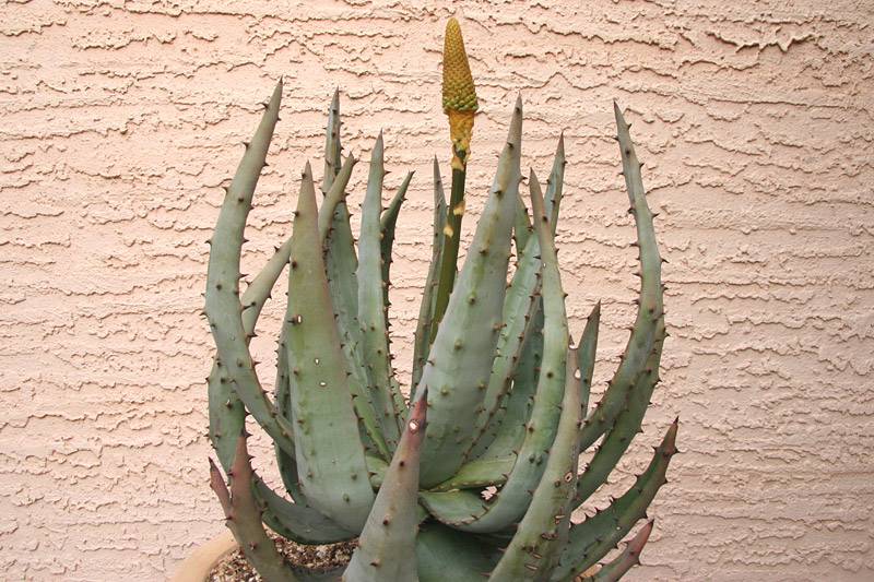 Aloe aculeata - 20171201