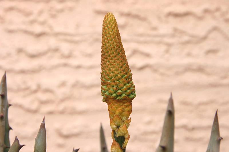 Aloe aculeata - 20171201