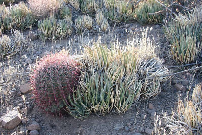 McDowell Sonoran Preserve 20171203 - Ferocactus cylindraceus surrounded by Agave toumeyana