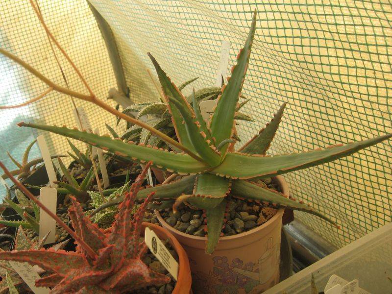 2017 12 22 Aloe hybrid Kyle a.jpg