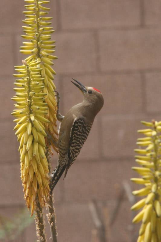 Gila Woodpecker (Melanerpes uropygialis) on Aloe vera bloom.