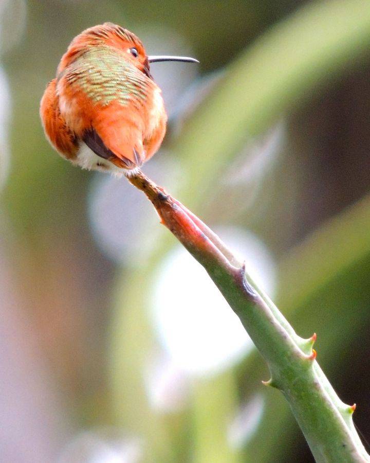 Hummingbird on aloe leaf H.jpg