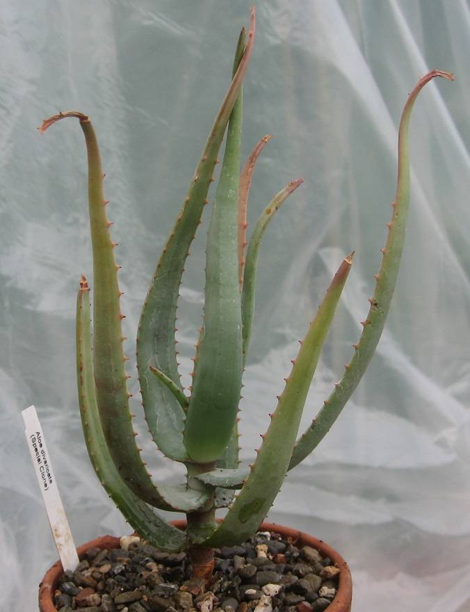 2017 12 30 Aloe divaricata b.jpg