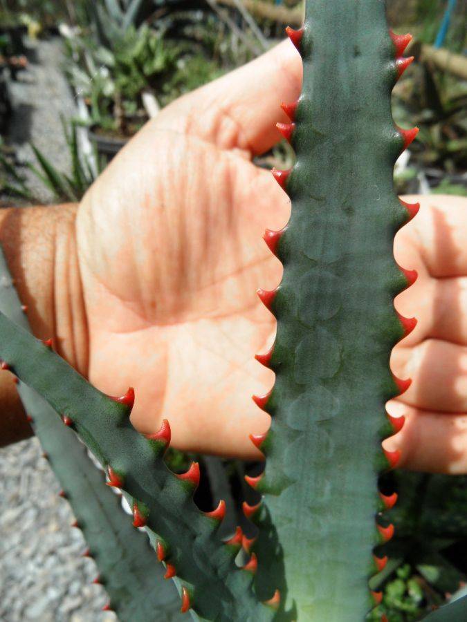 Aloe divaricata special clone from Aridlands