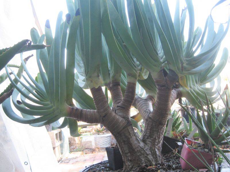 2017 10 27 Aloe plicatilis a.jpg
