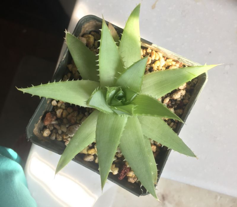 Aloe polyphylla, ~1 year