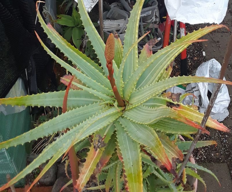 2018 01 07 Aloe arborescens.jpg