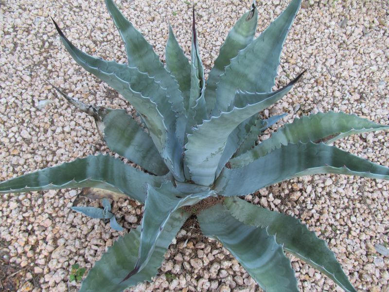 Agave x 'Tres Equis'
