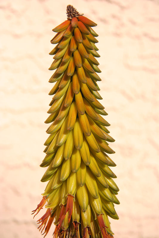 Aloe aculeata - 20180114