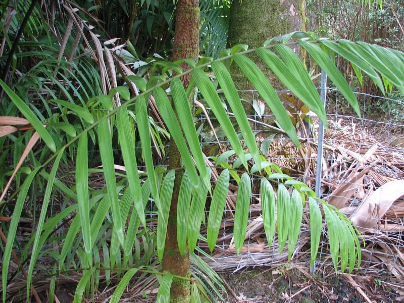 Oenocarpus bataua leaves.jpg