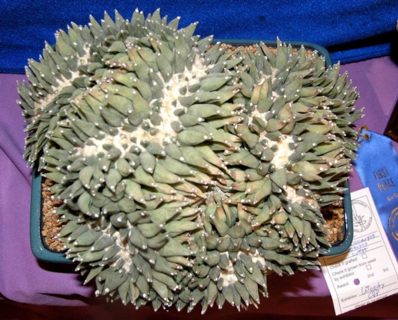Ariocarpus rutuses crest.jpg