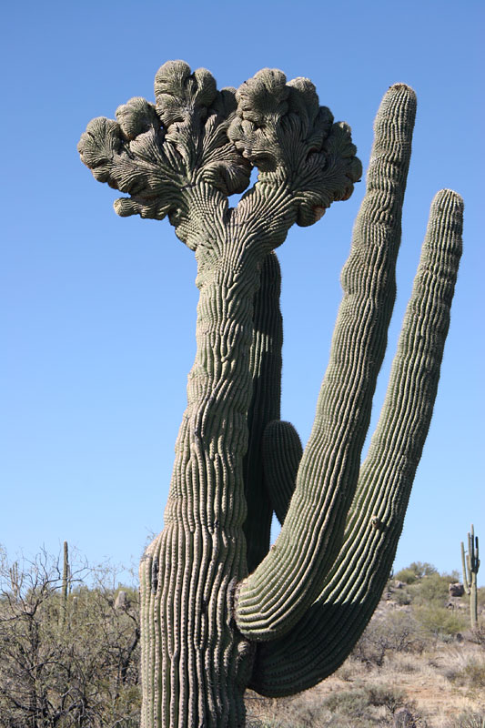 Crested Saguaro - McDSP - 2018-02-04