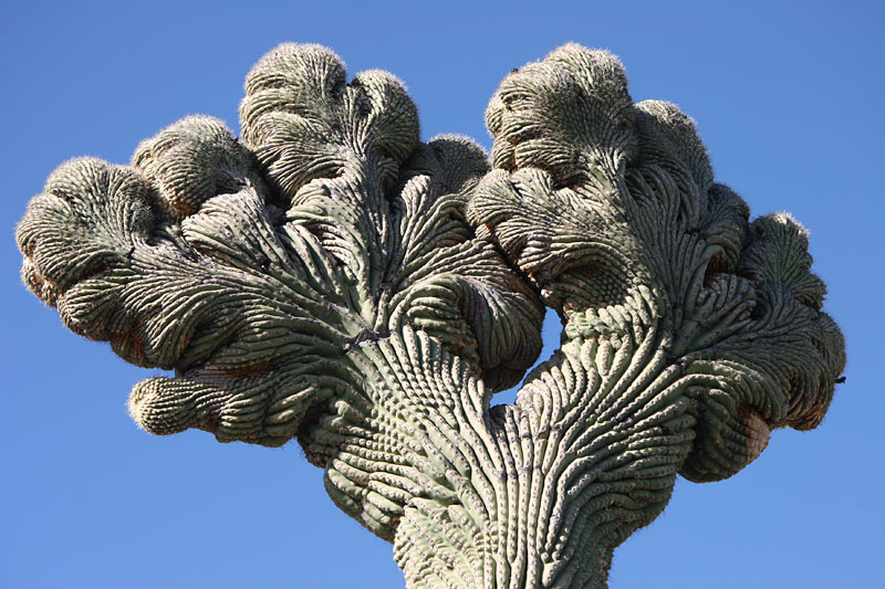 Crested Saguaro - McDSP - 2018-02-04