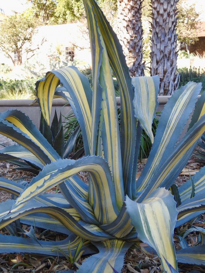 Agave americana striata another view 2-18 H.jpg