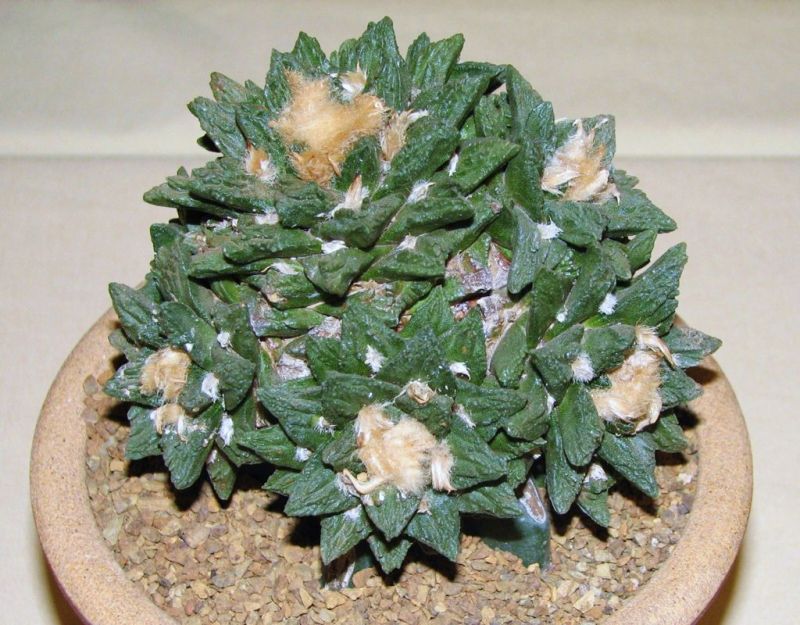 Ariocarpus scaphirostris CSSA.jpg