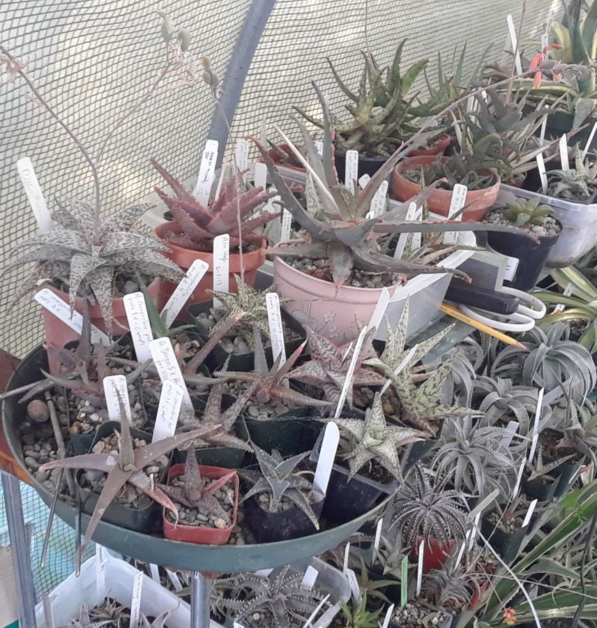 2018 04 17 Aloe seedlings - older c.jpg