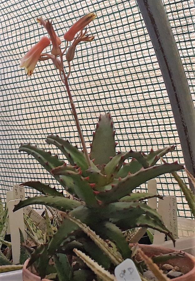 2018 04 24 Aloe castilloniae S X Aloe Dragon P .jpg