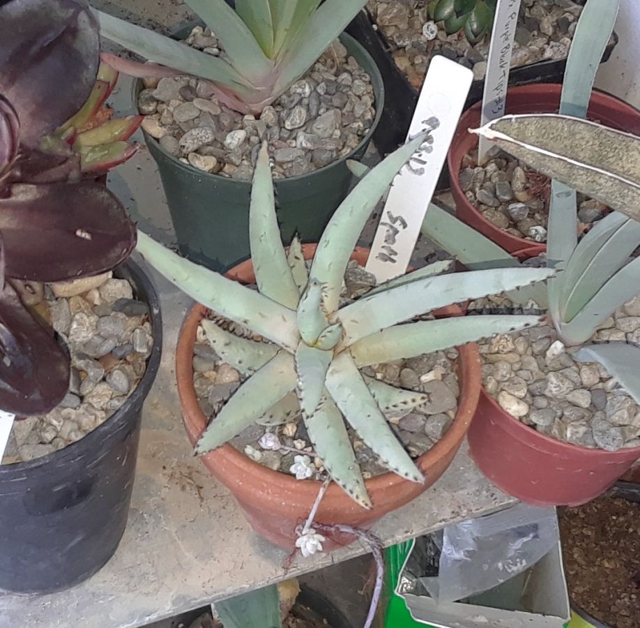 2018 05 09 Aloe pachygaster a.jpg