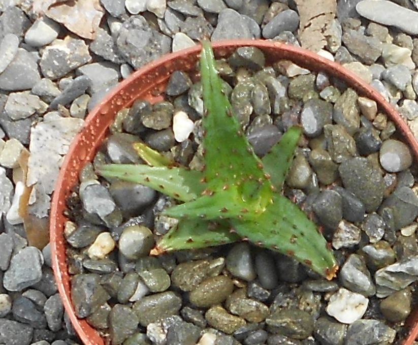 2016 04 07 Aloe castilloniae b.JPG