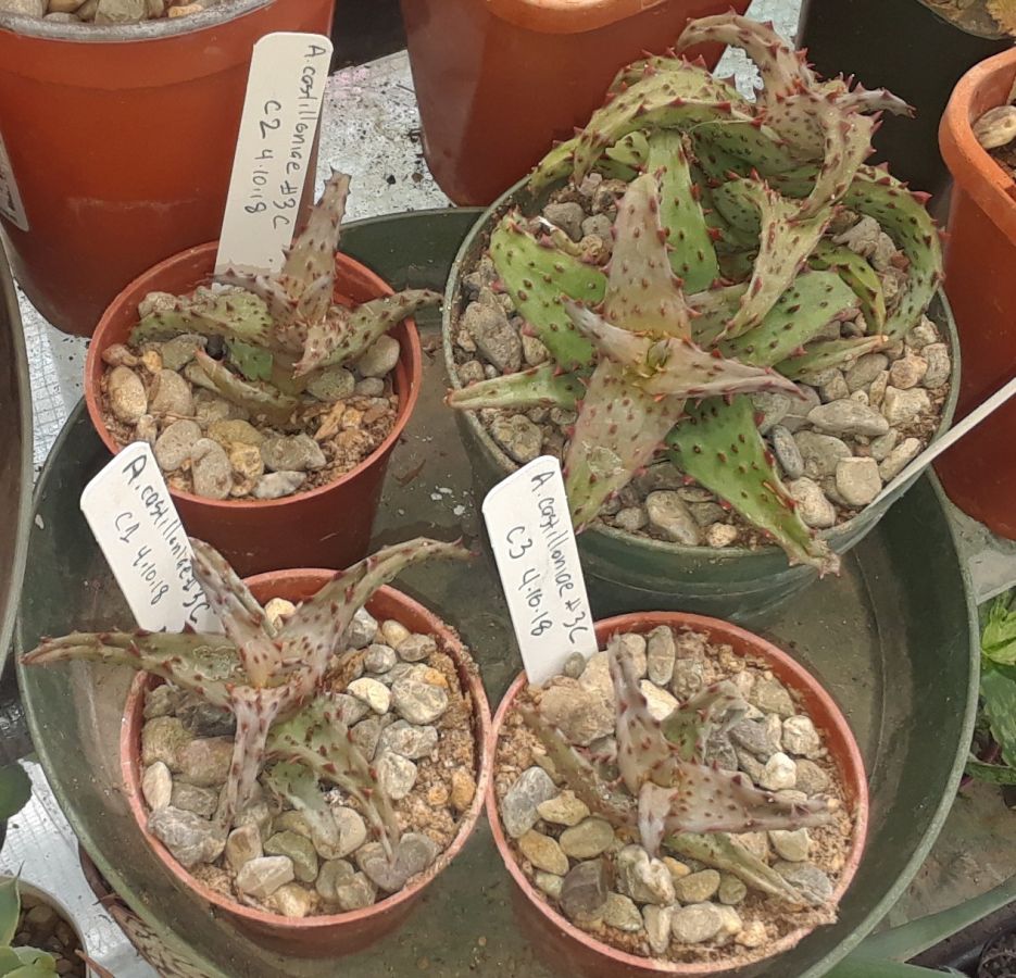 2018 05 10 Aloe castilloniae #3c Altmans.jpg