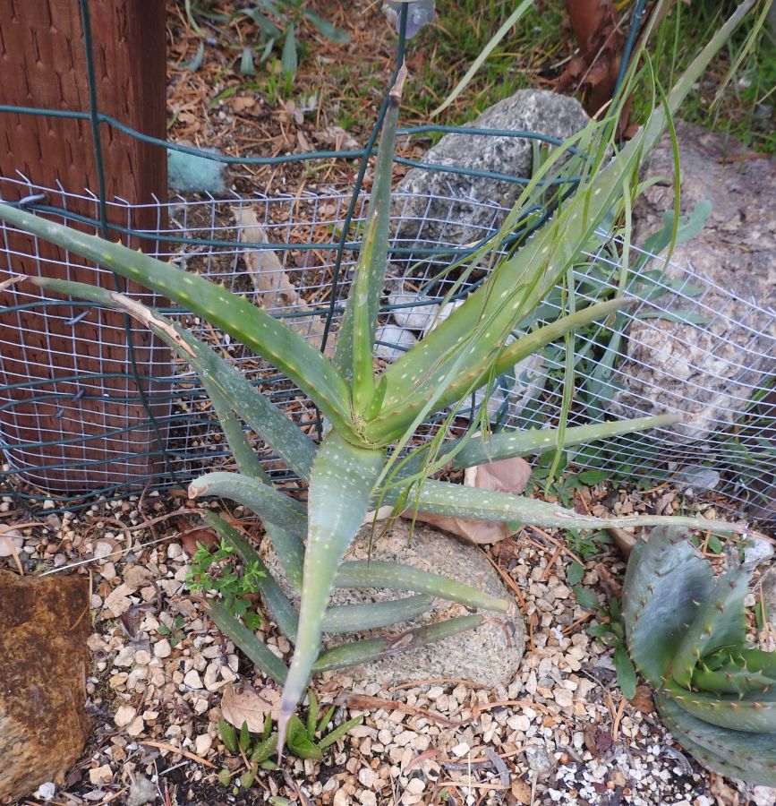 Aloe jibisiana update 12-18.jpg