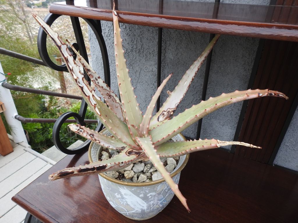 Aloe rigens 12-18 moved to shelf near house.jpg