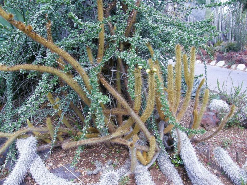 Bergerocactus emoryi in flower.jpg