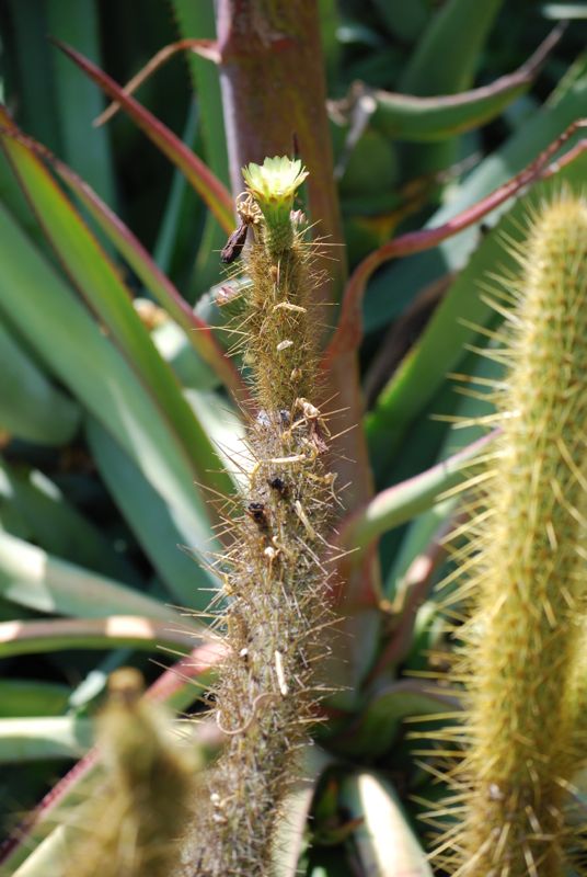 Bergerocactus emoryi flowering.jpg