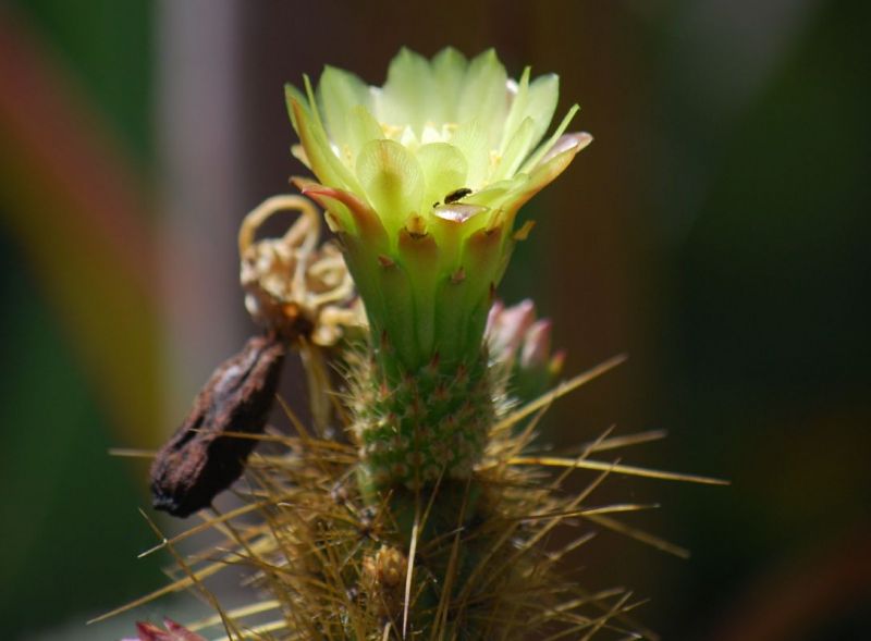 Bergerocactus emoryi flower.jpg