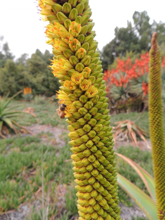 Aloe alooides flower detail and bee larb.jpg