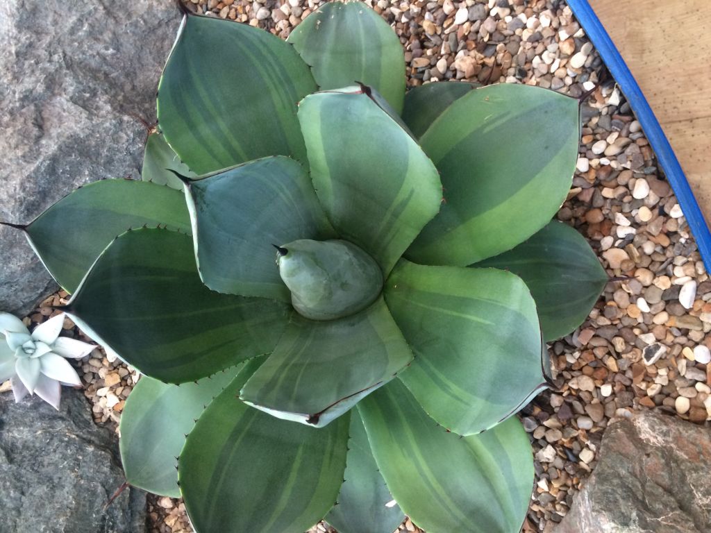 My agave parryi truncata variegated is a really nice blue green colour.